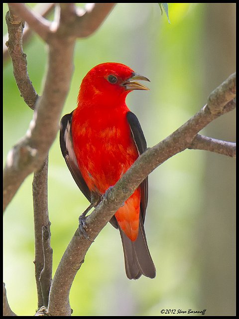 _2SB0119 scarlet tanager.jpg